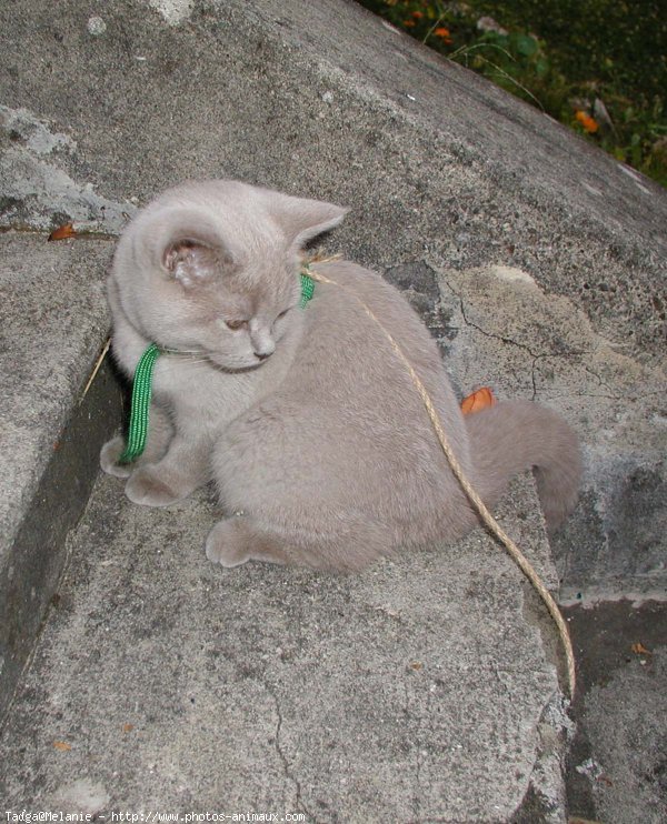 Photo de British shorthair