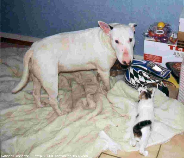 Photo de Bull terrier miniature