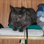 Photo de Chartreux