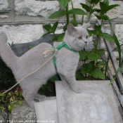 Photo de British shorthair