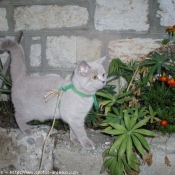 Photo de British shorthair