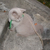 Photo de British shorthair