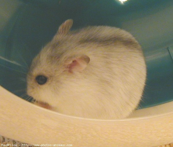 Photo de Hamster