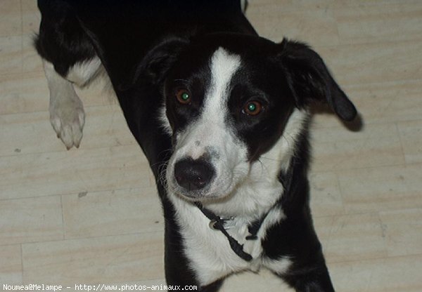 Photo de Border collie