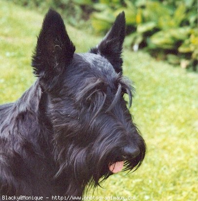 Photo de Scottish terrier