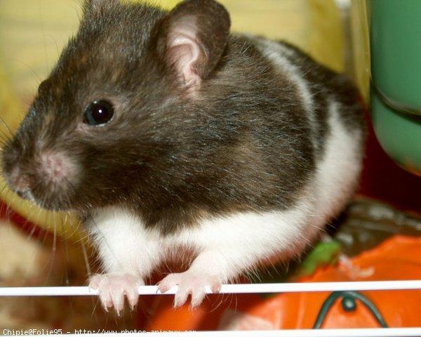 Photo de Hamster