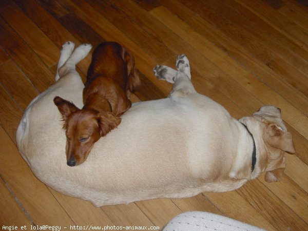 Photo de Races diffrentes