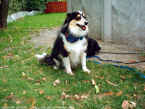 Photo de Chien de berger des shetland