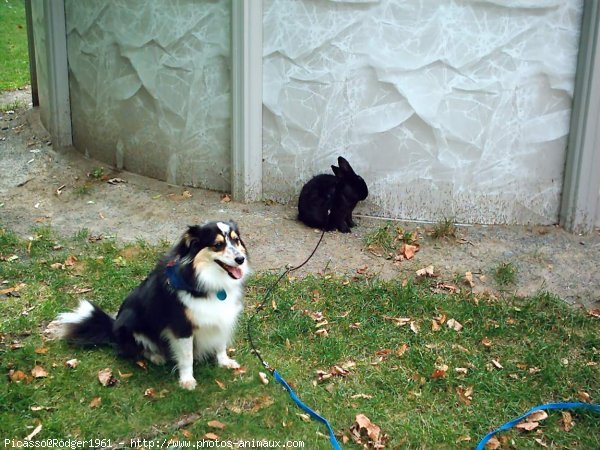 Photo de Chien de berger des shetland