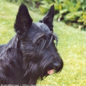 Photo de Scottish terrier