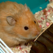 Photo de Hamster