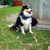 Photo de Chien de berger des shetland