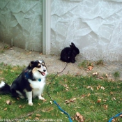 Photo de Chien de berger des shetland