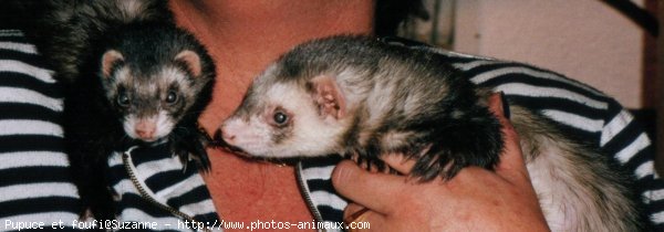 Photo de Furet