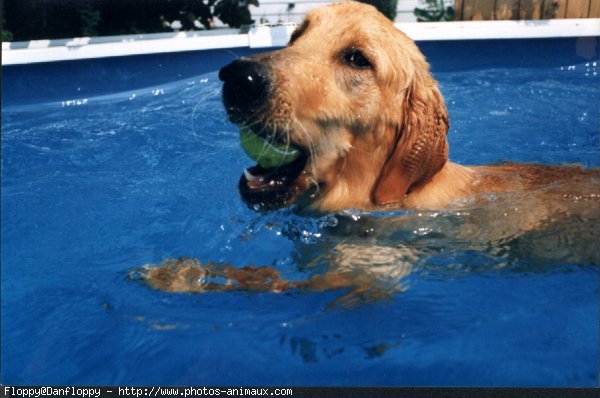 Photo de Golden retriever