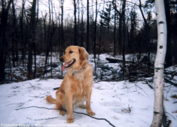 Photo de Golden retriever