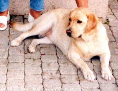 Photo de Labrador retriever