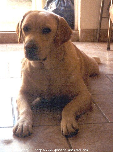 Photo de Labrador retriever