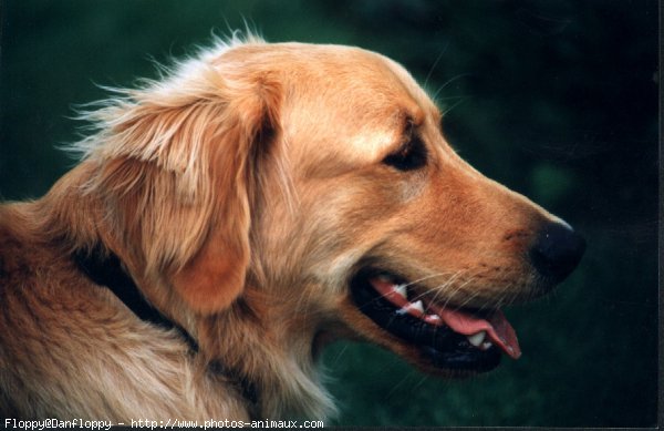 Photo de Golden retriever