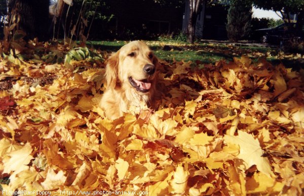 Photo de Golden retriever