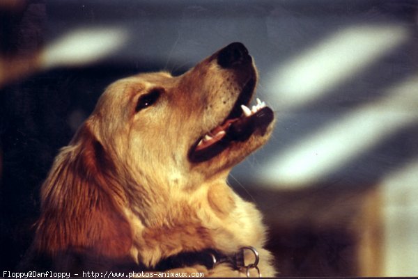 Photo de Golden retriever