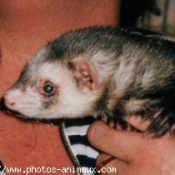 Photo de Furet