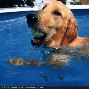 Photo de Golden retriever