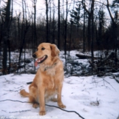 Photo de Golden retriever