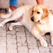 Photo de Labrador retriever