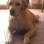 Photo de Labrador retriever