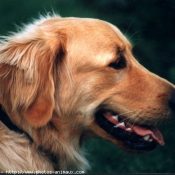 Photo de Golden retriever