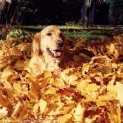 Photo de Golden retriever