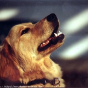 Photo de Golden retriever