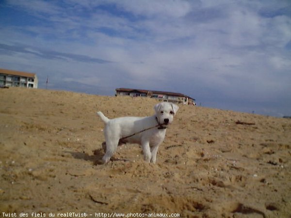 Photo de Jack russell terrier