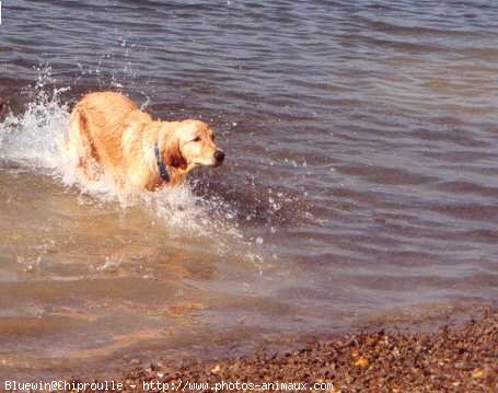 Photo de Golden retriever