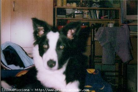 Photo de Border collie