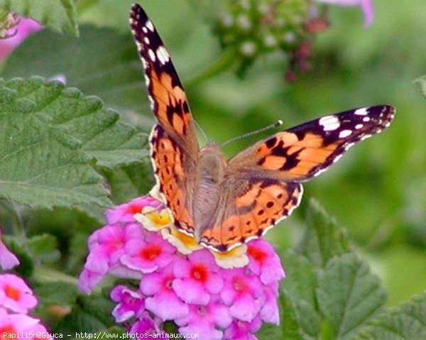 Photo de Papillon