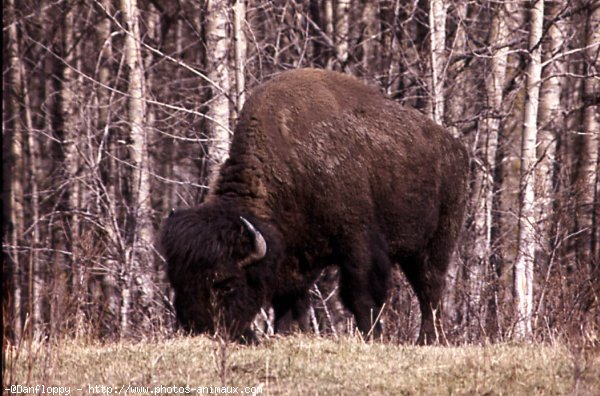 Photo de Bison