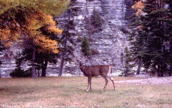 Photo de Cerf