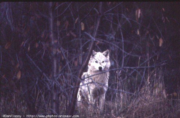 Photo de Loup