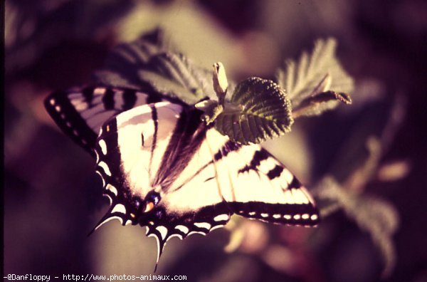 Photo de Papillon