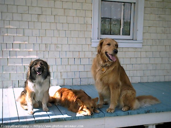 Photo de Golden retriever