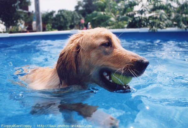 Photo de Golden retriever