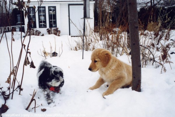 Photo de Golden retriever