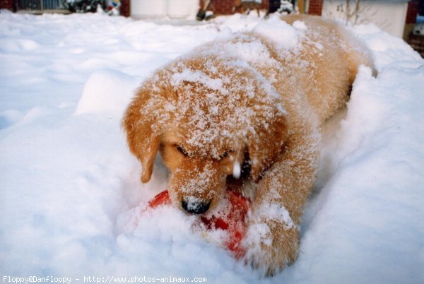 Photo de Golden retriever