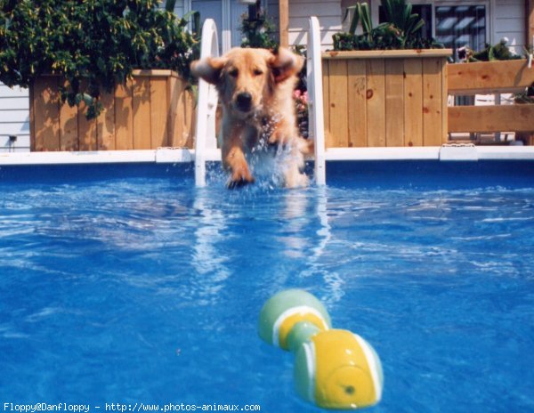 Photo de Golden retriever