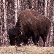 Photo de Bison