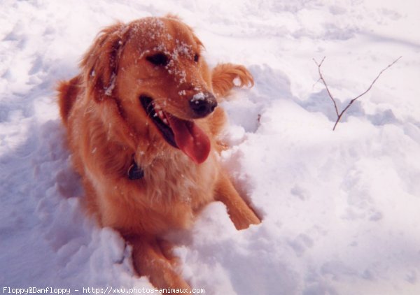 Photo de Golden retriever