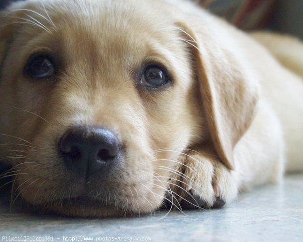 Photo de Labrador retriever