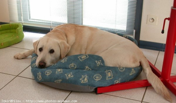 Photo de Labrador retriever